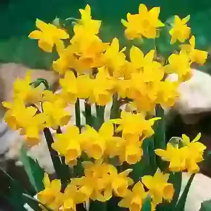 Tete-a-Tete
